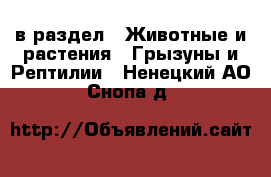  в раздел : Животные и растения » Грызуны и Рептилии . Ненецкий АО,Снопа д.